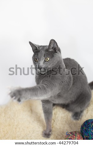 Portrait of a Russian Blue Cat, playing with ball of wool, studio shot, white background
