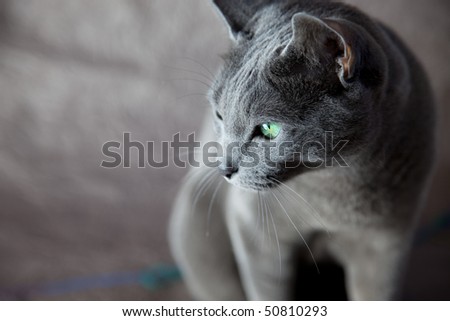 Falling into Blankness (RPG) Stock-photo-portrait-of-a-russian-blue-cat-studio-shot-50810293