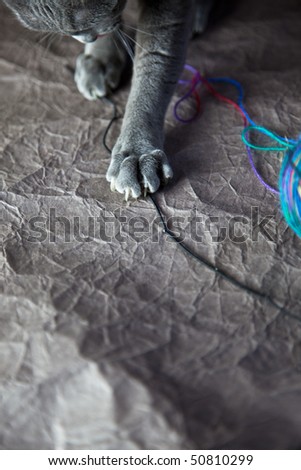 Cat playing with ball of wool, detail of paws