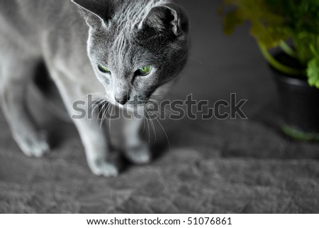 Portrait of a Russian Blue Cat, studio shot