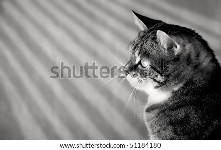 Portrait of a common european house cat, studio shot