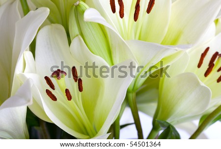 White Lily flowers on white background studio shot