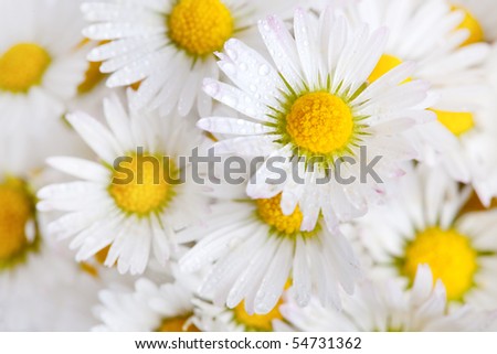 Daisy flowers on white background studio shot