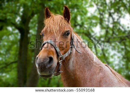 Beautiful brown horse head detail shot