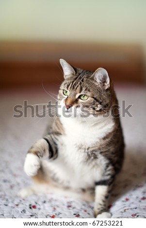 Portrait of a common european house cat