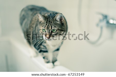 Portrait of a common european house cat in bathroom