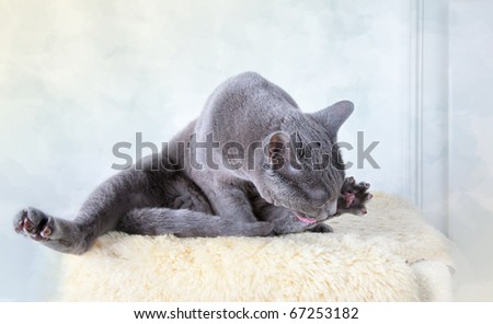 Russian Blue cat cleaning and scratching itself