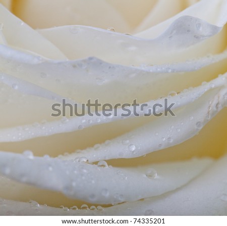 Single soft rose flower with dew drops close up