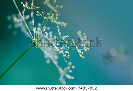 Close-up of Dill flower umbels in autumn