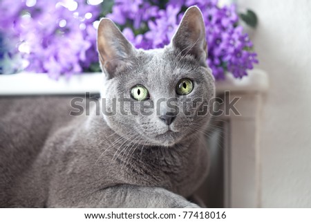 Russian Blue Cat relaxing on radiator under window