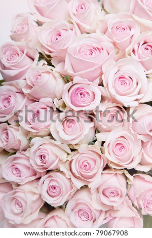 Close-Up of many pastel colored pink Roses