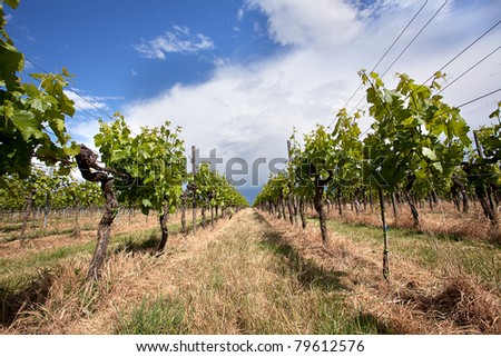 Vineyard in Southwest Germany Rhineland-Palatinate in Spring