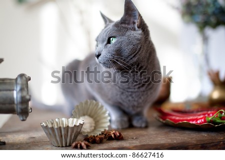 Cat lying on kitchen table with different spices and utensils