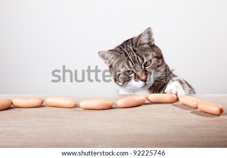Curious Cat being tempted by sausages on table