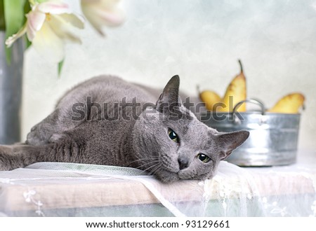Russian Blue cat on Table with bowl of fresh Pears and Tulips