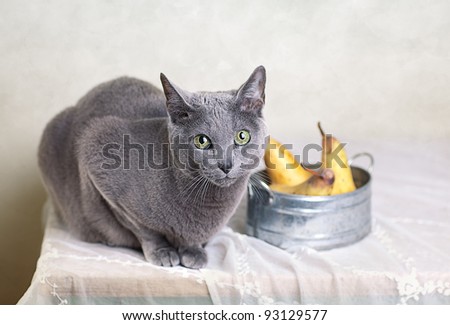 Russian Blue cat on Table with bowl of fresh Pears