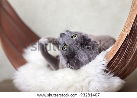 Beautiful Russian Blue Cat relaxing on Palm Leaf