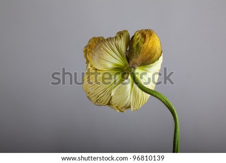 Single beautiful yellow poppy flower studio shot