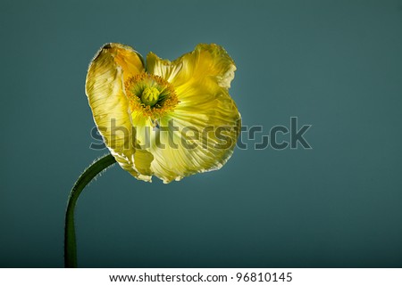 Single beautiful yellow poppy flower studio shot