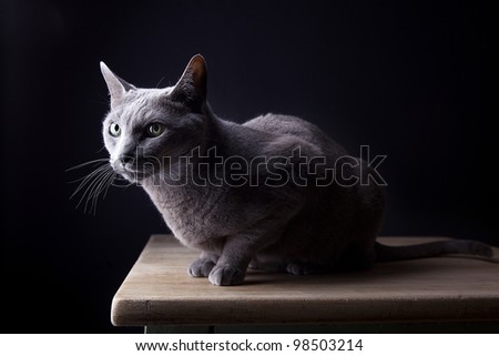 Studio Portrait of a beautiful Russian Blue Cat against Black Background