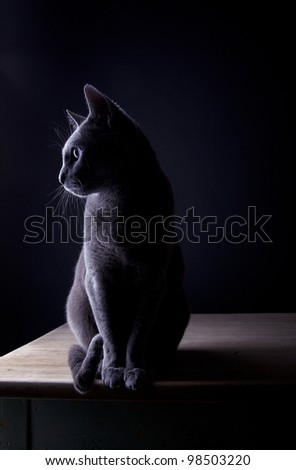 Studio Portrait of a beautiful Russian Blue Cat against Black Background