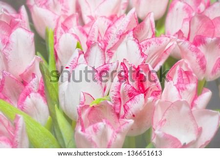 Tulips flower shot from below close up with tulip background pattern
