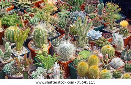 Flower pot with variety of succulents in the plant store