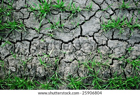 Dry to the earth a green grass
