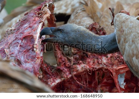 Cape Vulture feeding on carcass in the wild