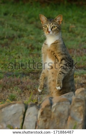 Cat looking over rocks at birds playing in water