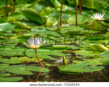 White water lilies over water