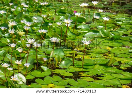 Many white  blooming water lilies over water