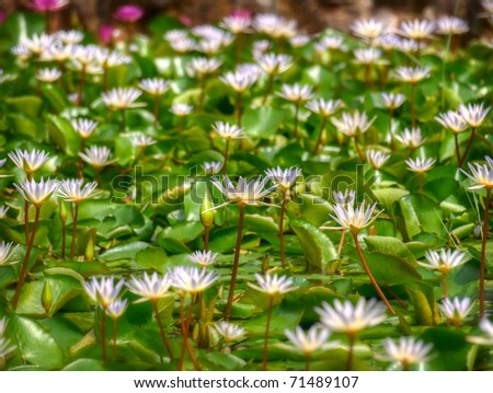 Many white  blooming water lilies over water