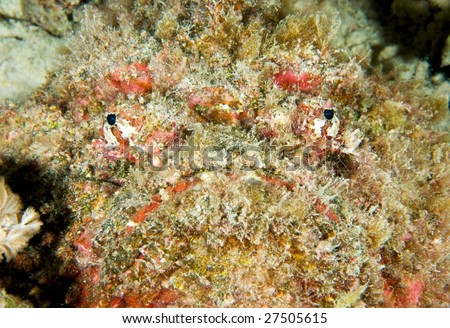 Well Camouflaged Poisonous Stonefish the Worlds most Venomous Fish