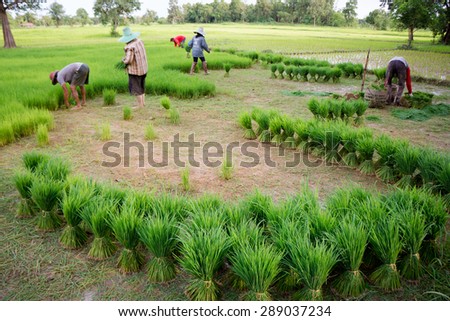 Asian farmer planting rice in field