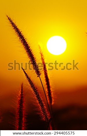 Silhouette flower grass at sunset