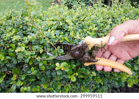 Pruning of tree with secateurs in the garden