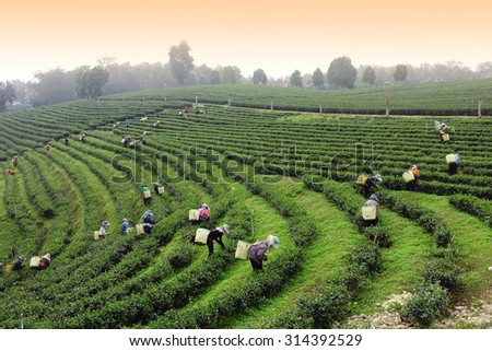 Crowd of tea picker picking tea leaf on plantation, Chiangrai province , Thailand