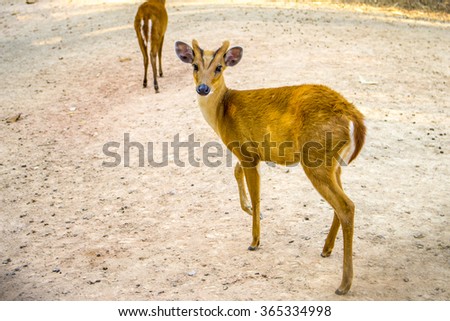 Young brown deer turning back