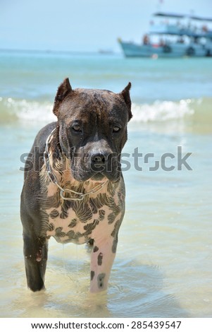 one dog loves to swim\
pitbull on the sea