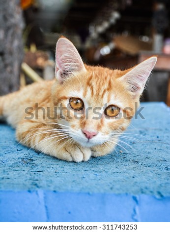 Red-headed cat,\
red cat looks at you,\
portrait of a red cat