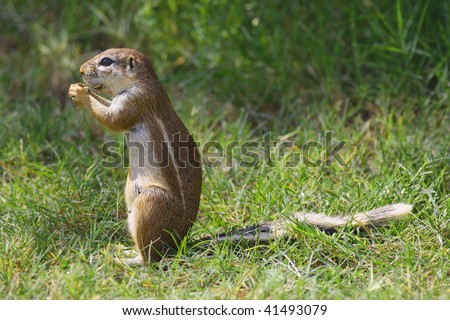 Ground squirrel on green grass