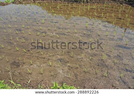 Paddy field of rice planting