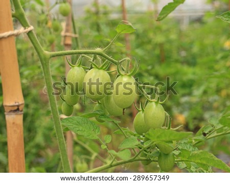 Â  Tomato field
