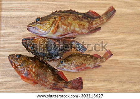 Rock fishes scorpion fish