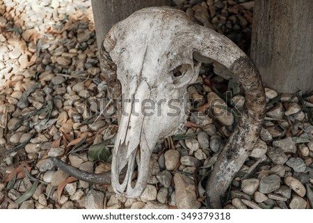 Skull Buffalo in thailand