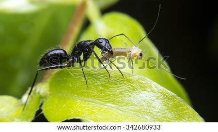 Black ant is eating insect