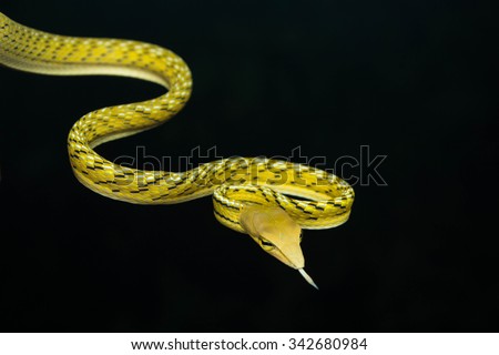 Snake Tongue