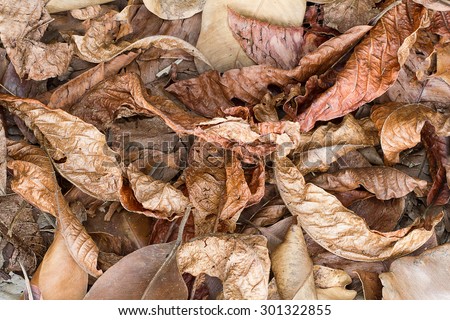 Dried leaves wallpaper