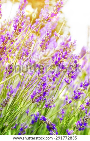 Lavender. Beautiful Lavender Flower Field. Growing and Blooming Lavender outdoors.